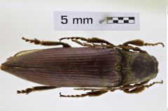 Foto (Dorsalansicht) von Tarsalgus tibialis (NHMW-ZOO-COL-0008499)